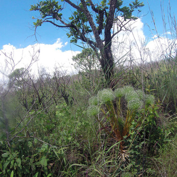 Biodivercidade do Cerrado Brasileiro