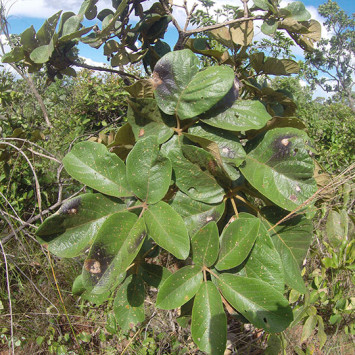 Biodivercidade do Cerrado Brasileiro