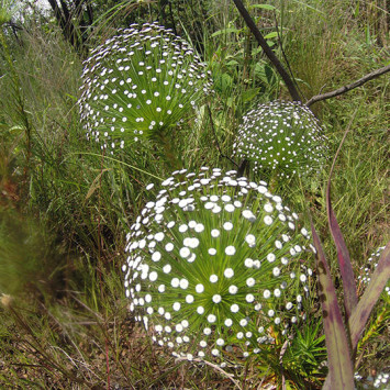 Biodivercidade do Cerrado Brasileiro