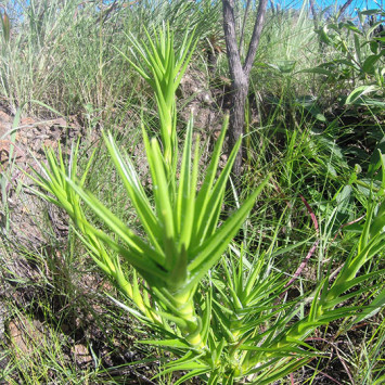 Biodiversidade do Cerrado