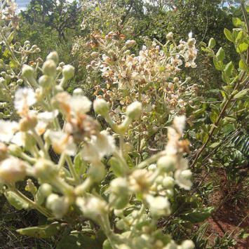 Biodivercidade do Cerrado Brasileiro