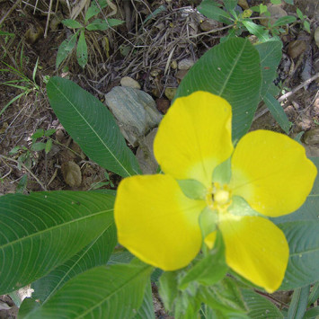 Biodivercidade do Cerrado Brasileiro