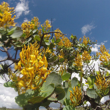 Biodiversidade do Cerrado