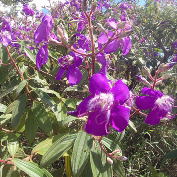 Biodivercidade do Cerrado Brasileiro