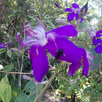 Biodiversidade do Cerrado