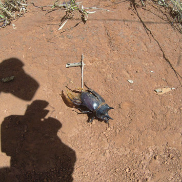 Biodiversidade do Cerrado