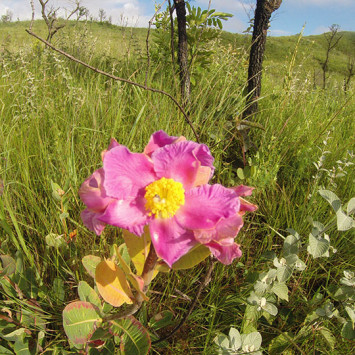 Biodiversidade do Cerrado