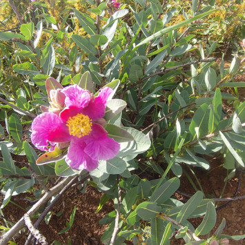 Biodiversidade do Cerrado